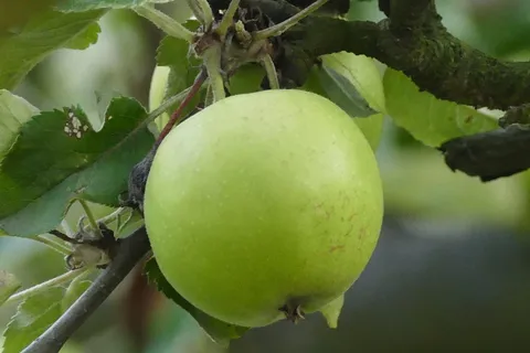 波兰,苹果,水果,植物,绿色,食品,食品和饮料,健康饮食 波兰,苹果,水果,植物,绿色,食品,食品和饮料,健康饮食
