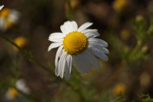 雏菊，花，白色，自然，关键词fotomontáž，夏天，白色，脆弱