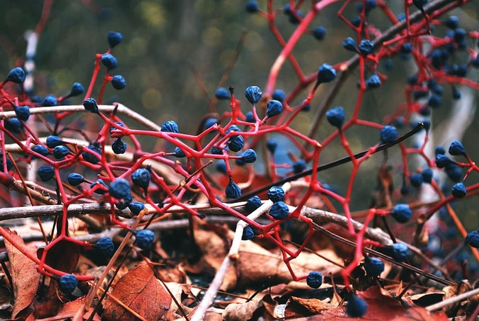 抽象，生物学，模糊，颜色，日光，干叶，秋天，水果