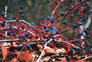 抽象，生物学，模糊，颜色，日光，干叶，秋天，水果