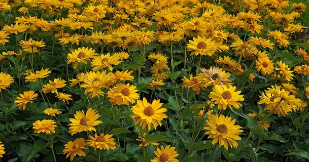 花朵，黄色，蓝绿色，开花，开花，美丽，开花植物，花朵