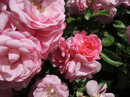 玫瑰,花,粉色,玫瑰花,粉色玫瑰,夏天,自然,玫瑰丛 玫瑰,花,粉色,玫瑰花,粉色玫瑰,夏天,自然,玫瑰丛