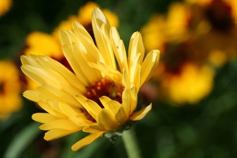 金盏花,多年生,开花,花卉,花园,黄色,夏季,开花植物 金盏花,多年生,开花,花卉,花园,黄色,夏季,开花植物