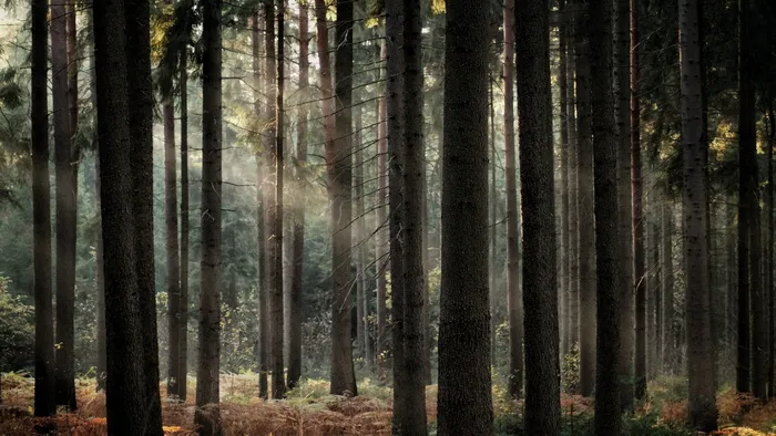 森林, 阳光, 阳光, 秋天, 日落, 日出, 神话, 神秘