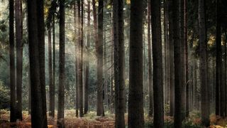 森林, 阳光, 阳光, 秋天, 日落, 日出, 神话, 神秘
