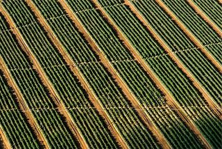 鸟瞰，摄影，绿色，草地，区域，照片，农场，田野