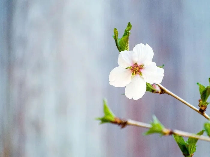 春天盛开的海棠白花。