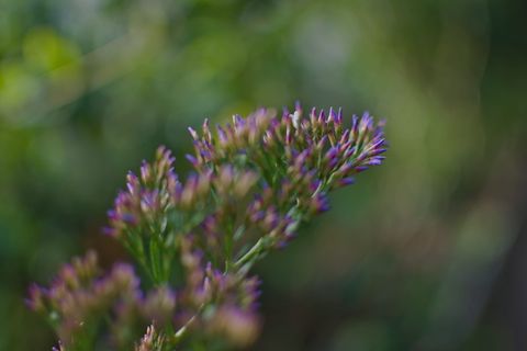 植物，花朵，花朵，紫色，绿色，动物，自然，菊科