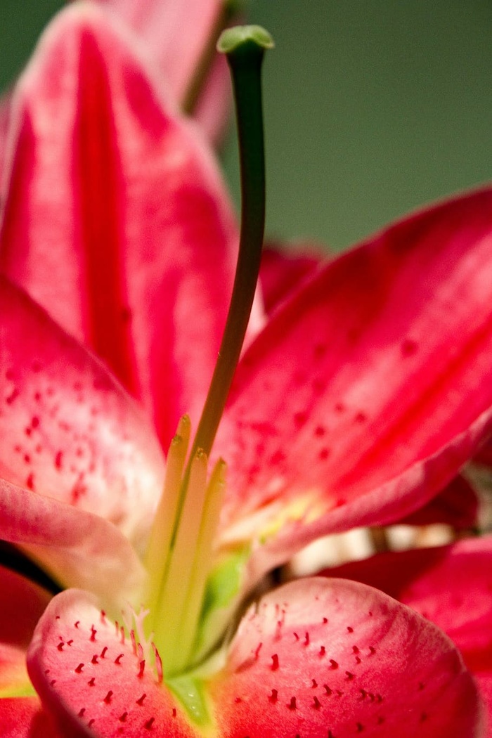 植物群，花，百合，花瓣，粉红色，雄蕊，开花植物，新鲜度