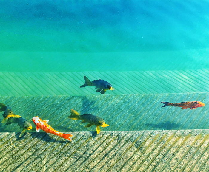 六条鱼的宏观拍摄