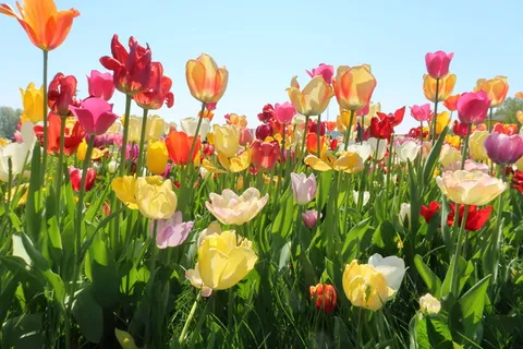 春天,植物,花朵,花朵,郁金香,乌得勒支,荷兰,花瓣 春天,植物,花朵,花朵,郁金香,乌得勒支,荷兰,花瓣