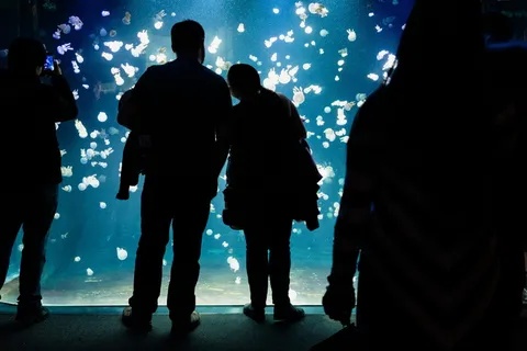 水族馆, 夫妇, 爱情, 水母, 剪影, 一群人, 真实的人, 男人 水族馆, 夫妇, 爱情, 水母, 剪影, 一群人, 真实的人, 男人