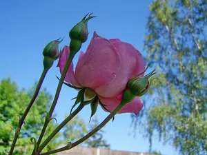 玫瑰花瓣，粉色花朵，植物，开花植物，自然之美，花朵，生长，新鲜