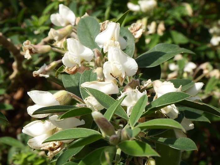san andrés y酱汁、llano clara、la palma、cc0、cytisus Proliferius、tagasaste、tree lucerne、flower