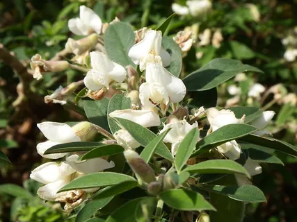 san andrés y酱汁、llano clara、la palma、cc0、cytisus Proliferius、tagasaste、tree lucerne、flower san andrés y酱汁、llano clara、la palma、cc0、cytisus Proliferius、tagasaste、tree lucerne、flower
