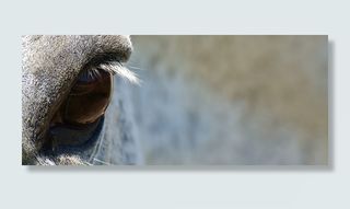 特写，摄影，山羊，眼睛，马，模具，小马，关闭