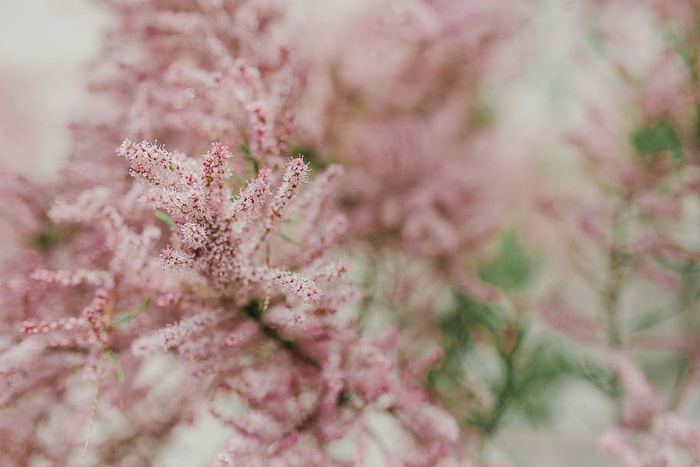 树在早春开花