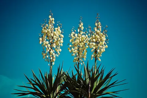 丝兰,棕榈,开花,开花,植物,丝兰,棕榈,植物,百合科 丝兰,棕榈,开花,开花,植物,丝兰,棕榈,植物,百合科