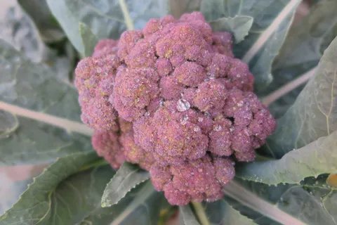 紫色,西兰花,小,新鲜,小新鲜,花,叶,特写 紫色,西兰花,小,新鲜,小新鲜,花,叶,特写