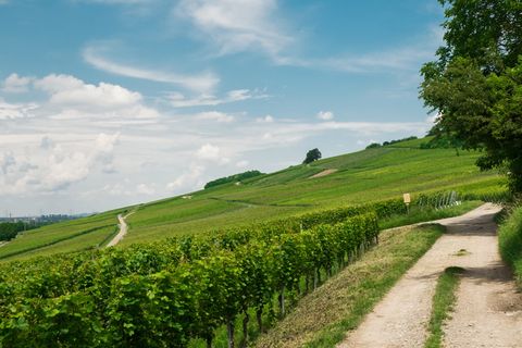 德国、schliengen、景观、南部、巴登、自然、绿色、阳光