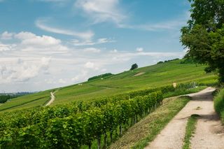 德国、schliengen、景观、南部、巴登、自然、绿色、阳光