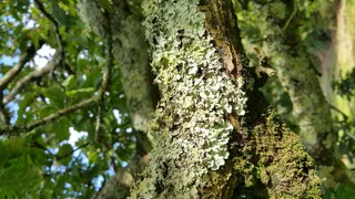 英国，st austell，树，植物，树干，树干，生长，聚焦前景