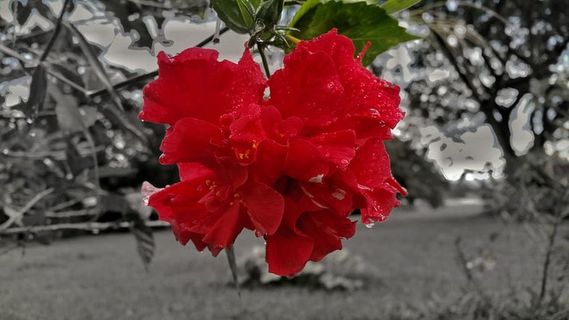 玫瑰，花朵，黑白，红色，植物，开花植物，自然之美，特写
