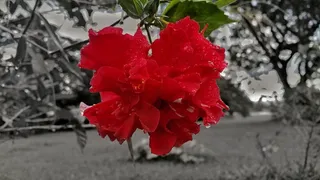 玫瑰，花朵，黑白，红色，植物，开花植物，自然之美，特写