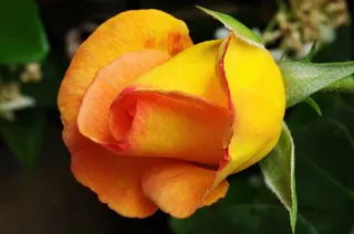 花，蔷薇，玫瑰，黄玫瑰，粉红色斑驳，开花植物，花瓣，新鲜度