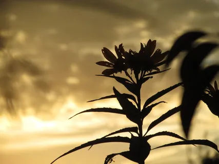 托皮卡，美国，堪萨斯州，科尔顿鲟鱼，鲟鱼意象，野花，向日葵