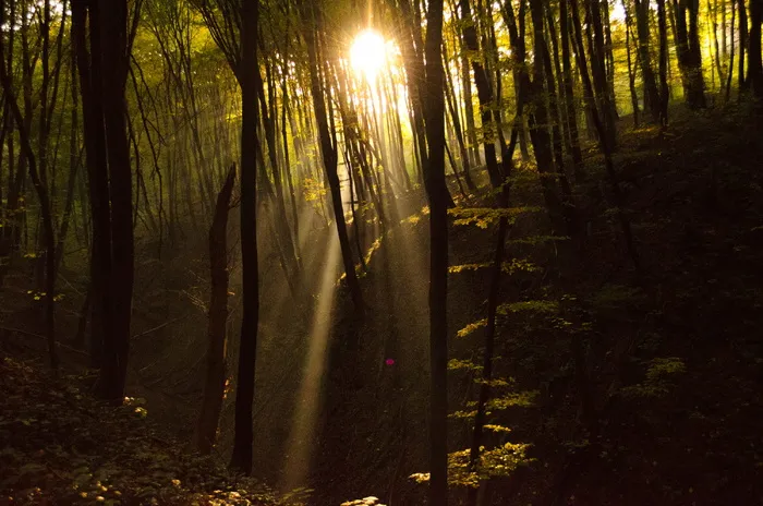 树木，森林，阳光，光线，阳光，穿过树木，树木，植物