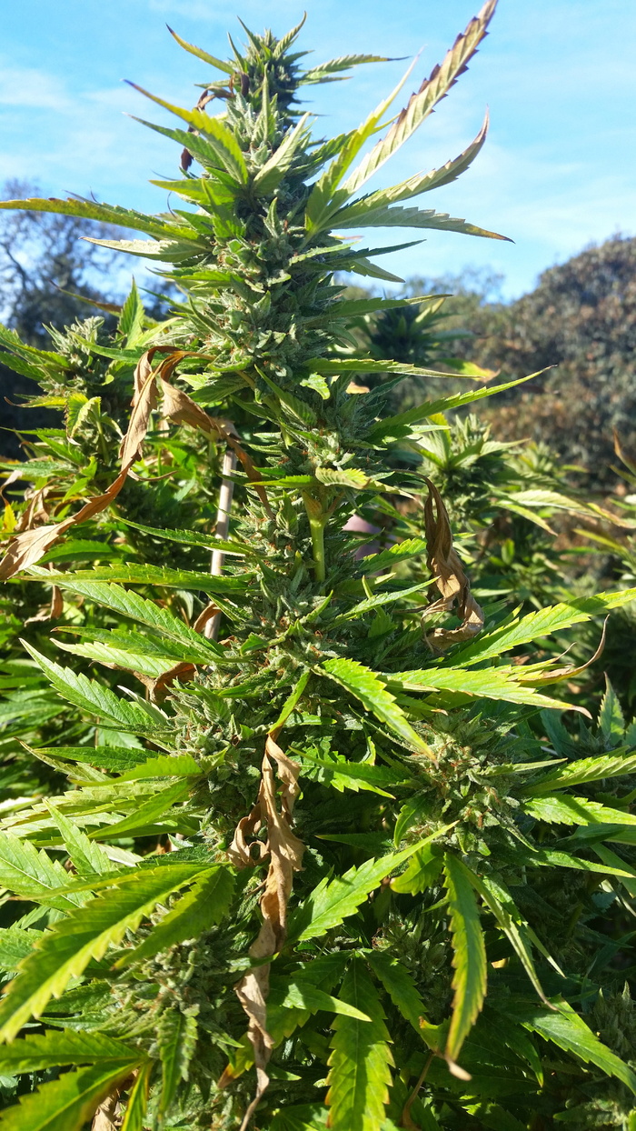 大麻，大麻，大麻，植物，杂草，药草，药物，医疗