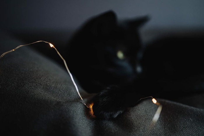 黑猫与神灯