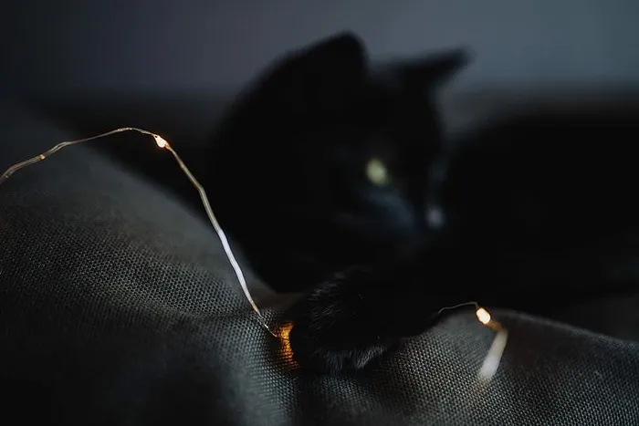 黑猫与神灯