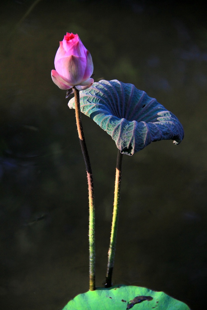 特写照片，粉色，玫瑰色，莲花，蓓蕾，我，佛教，绿色