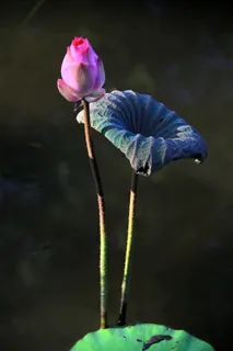 特写照片,粉色,玫瑰色,莲花,蓓蕾,我,佛教,绿色 特写照片,粉色,玫瑰色,莲花,蓓蕾,我,佛教,绿色