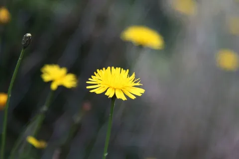 花卉、农场、春季、自然、绿色、夏季、自然、户外 花卉、农场、春季、自然、绿色、夏季、自然、户外