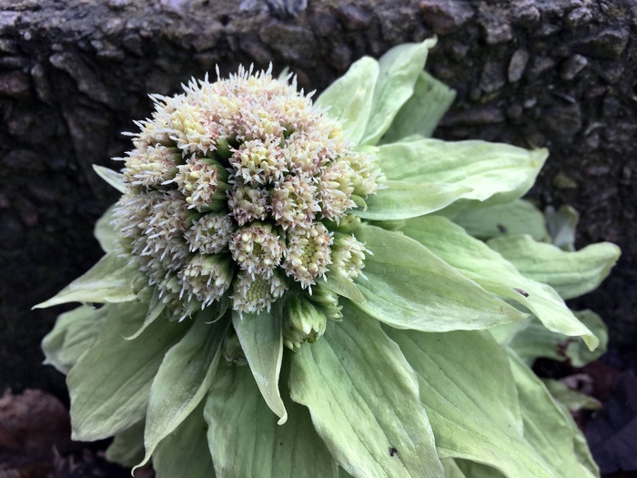 春天，花，绿色，花，单瓣花，开花植物，植物，特写
