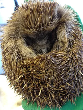 刺猬，动物，多刺，尖刺，多刺，哺乳动物，自然，动物主题