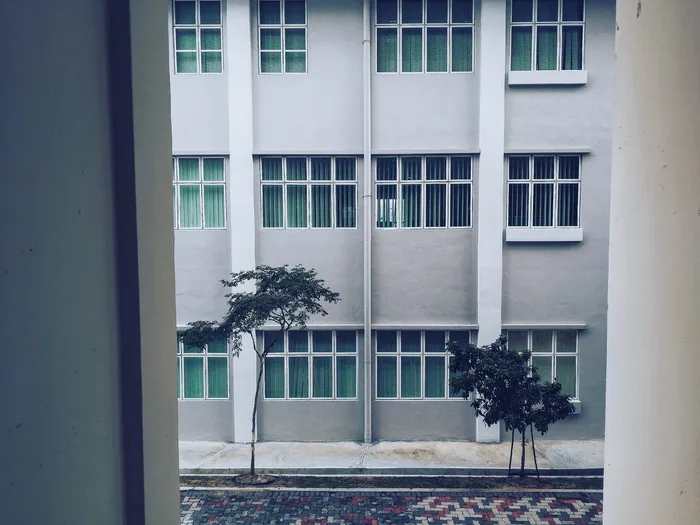 黑叶树
