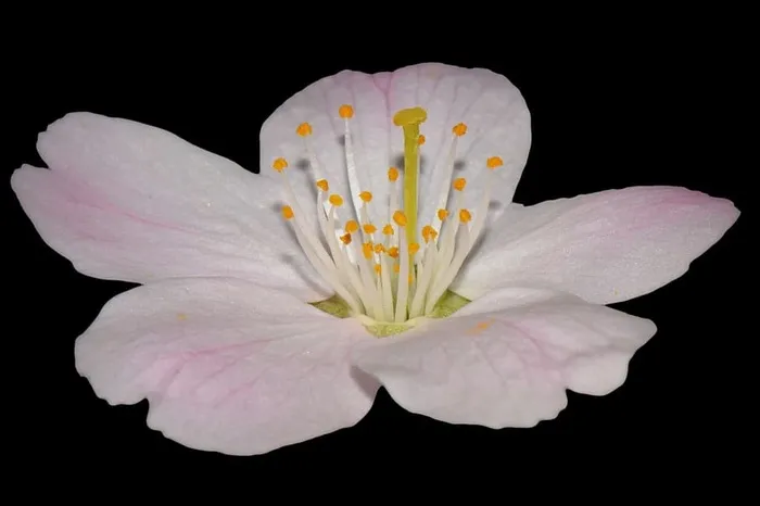 花，自然，花，杵，雄蕊，宏，花瓣，花头
