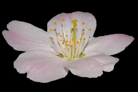 花，自然，花，杵，雄蕊，宏，花瓣，花头