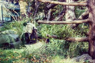 奥地利，维也纳，schönbrunn动物园，吃，吃，饿，坐，熊猫