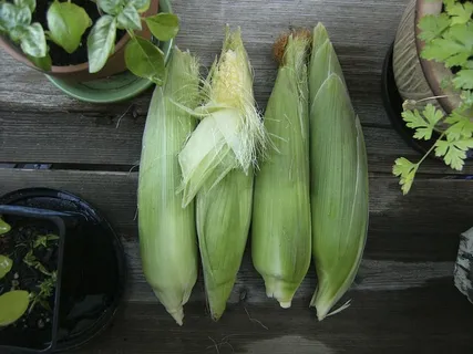 玉米,蔬菜,花园,秋天,收获,秋天,食物,有机 玉米,蔬菜,花园,秋天,收获,秋天,食物,有机
