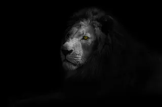 狮子，动物，艺术，设计，野生，野生，非洲，自然