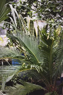 绿色棕榈植物，植物，树木，植被，棕榈树，槟榔科，夏天，龙舌兰科