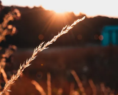 谷物的选择性聚焦摄影