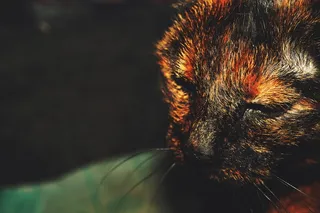 食物、光线、水、动物、模糊、猫、特写、危险