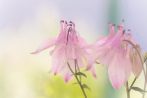 科伦拜恩，花朵，粉色，花朵，粉色科伦拜恩，粉色花朵，自然，尖花