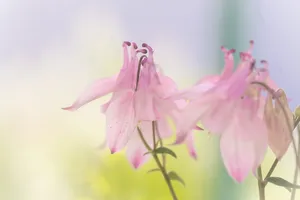 科伦拜恩，花朵，粉色，花朵，粉色科伦拜恩，粉色花朵，自然，尖花